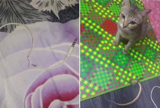 Ganti Earphone dengan Ular, Kucing ini Banjir Pujian Netizen - GenPI.co