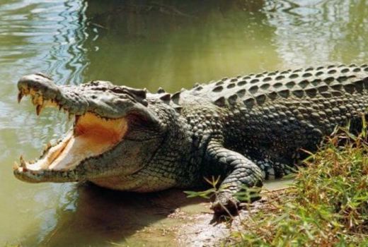 Lagi Berenang di Sungai, Pria Diterkam Buaya - GenPI.co
