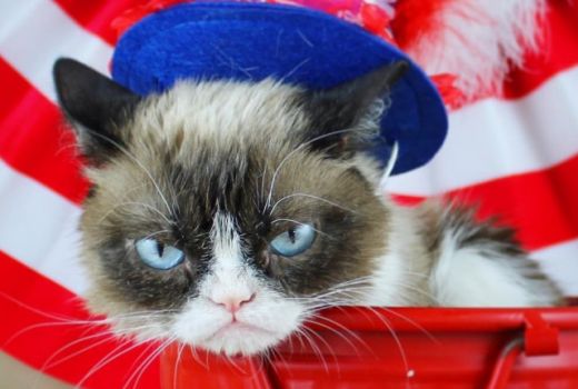 Sedih, Grumpy Cat, Si Kucing Berwajah Masam, Tutup Usia - GenPI.co