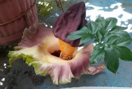 Heboh Bunga Bangkai Jenis Baru Tumbuh di Halaman Warga di Sorong - GenPI.co