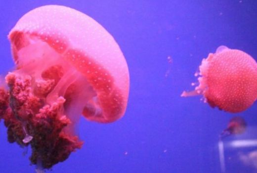 Untuk Pupuk hingga Bahan Baku Popok, Ini 5 Manfaat Ubur-Ubur - GenPI.co