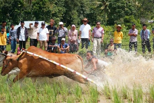 Yuk Saksikan Keseruan Pacu Jawi Tradisi Kebanggan Tanah Datar - GenPI.co