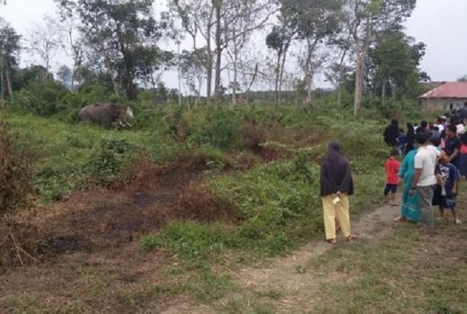 Gajah Stres Rusak Kebun Sawit Warga - GenPI.co