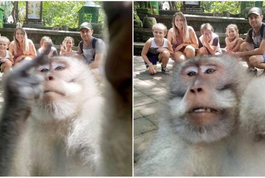 Viral, Seekor Monyet Selfie Mengacungkan Jari Tengah - GenPI.co
