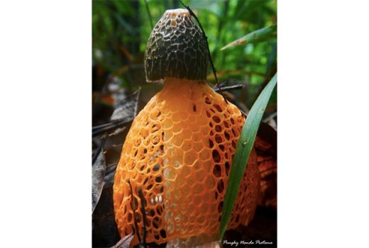 Mengenal Phallus Indusiatus, Jamur Unik Mirip Ragit - GenPI.co