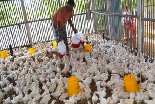 Harga Ayam Anjlok, KPPU Turun Tangan - GenPI.co