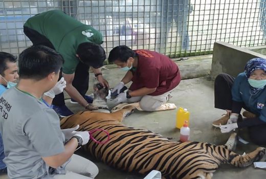 Harimau Inung Rio yang Terjerat di Hutan Pelalawan Riau Mati - GenPI.co
