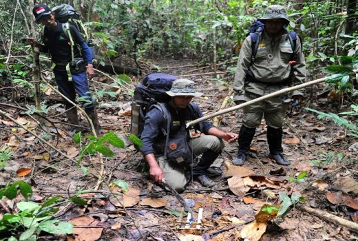 BBKSDA Riau Operasi Bersihkan Jerat Satwa di Hutan - GenPI.co