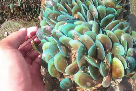 Memanfaatkan Kerang Hijau untuk Melestarikan Air Laut Jakarta - GenPI.co