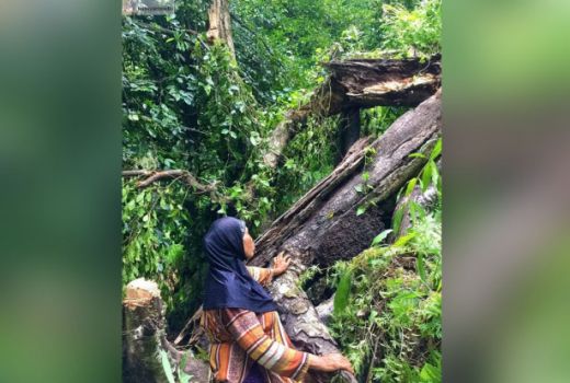 Pohon Cengkeh Tertua di Dunia yang Tumbuh di Ternate ini Rubuh - GenPI.co