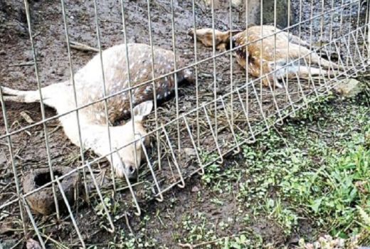 Astaga, 9 Ekor Rusa Mati Akibat Makan Sampah Plastik - GenPI.co
