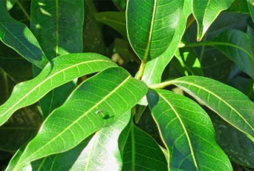 Daun Mangga Ampuh Atasi Asma dan 4 Penyakit Ini - GenPI.co