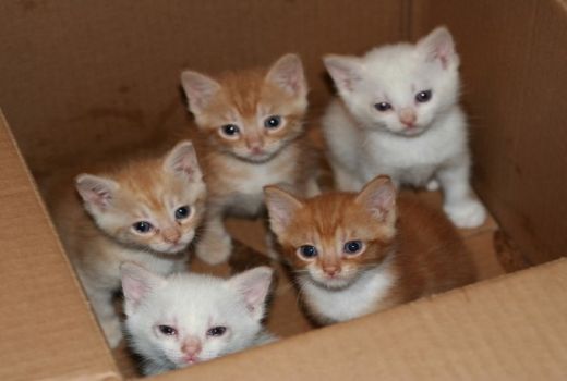 KPK Minta Masyarakat Berhenti Siksa Kucing yang Berkeliaran - GenPI.co