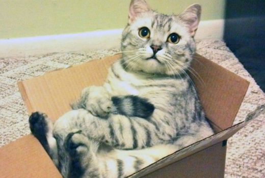 Kenapa Kucing Suka Banget Ada di Dalam Kardus? Ini Alasannya - GenPI.co