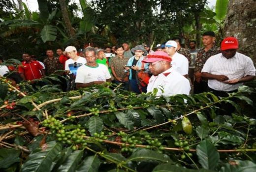 Sajian Kopi Wamena Hangatkan Festival Lembah Baliem Papua - GenPI.co