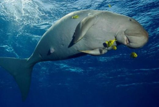 Festival Panggil Ikan Dugong Alor Jadi Daya Tarik Turis Asing - GenPI.co