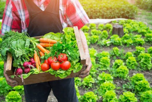 Bebas Pestisida, Ini 5 Keutamaan Makanan Organik Untuk Kesehatan - GenPI.co