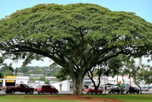 Pohon Trembesi Mampu Serap Co2 dalam Jumlah Besar - GenPI.co
