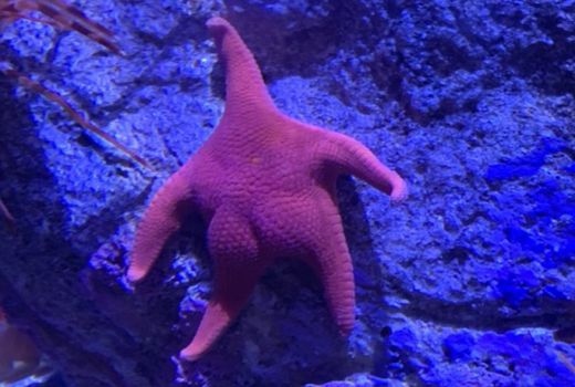 Viral Kemunculan Bintang Laut Berbokong Mirip Patrick Versi Nyata - GenPI.co