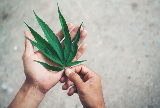 5 Fakta tentang Ganja, Jenis Narkoba yang Menjerat Jefri Nichol - GenPI.co