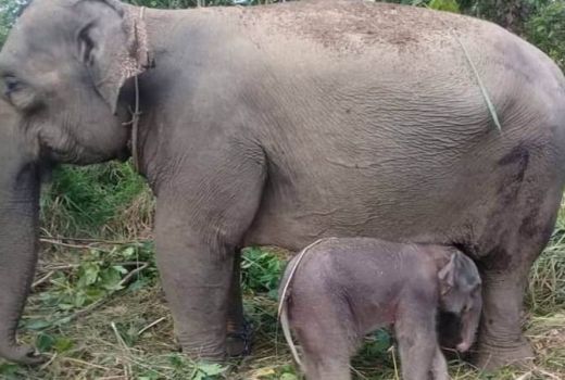 Kabar Gembira! Gajah Suci Lahirkan Anak Kedua di CRU Aceh Barat - GenPI.co