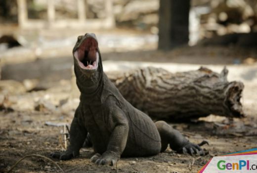 Menteri LHK : TN Komodo Tetap Buka, Soal Penutupan Itu hanya Wacana - GenPI.co