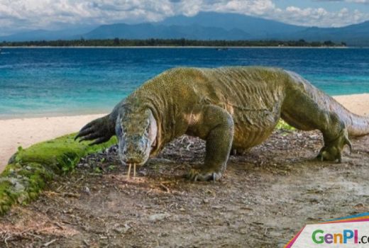 Industri Pariwisata Ramai-Ramai Tolak Rencana Penutupan TN Komodo - GenPI.co