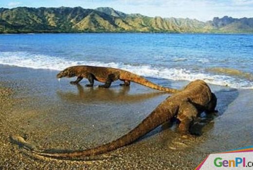 Meskipun Baru Wacana, Penutupan TN Komodo Itu Pukulan Mematikan buat Industri - GenPI.co