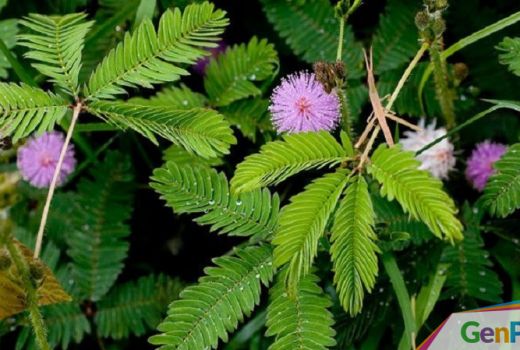 Banyak Tumbuh di Pinggir Jalan, Daun Ini Ternyata Bisa Sembuhkan Batuk & Insomnia! - GenPI.co