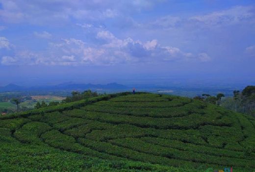 Cuci Mata Sekaligus Memetik Kesegaran di Kebun Teh Jamus - GenPI.co