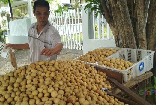Banjir Buah Duku di Tanjungpinang - GenPI.co