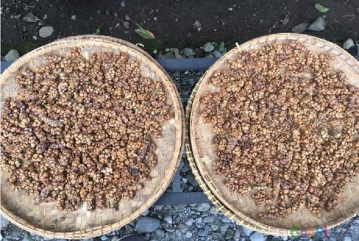 Mengintip Proses Kopi Luwak Pawon - GenPI.co