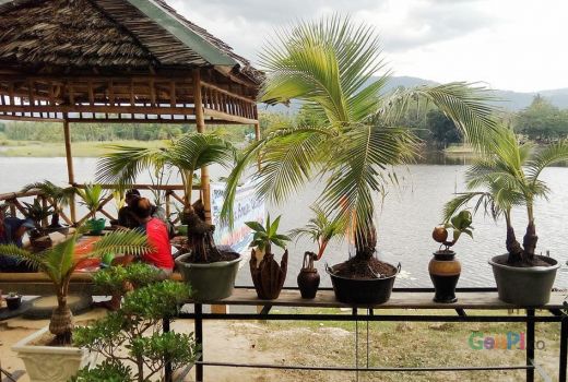 Pameran Bonsai Kelapa Di danau Perintis - GenPI.co