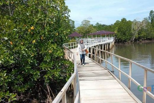 Tracking Mangrove Yang Memikat Di Gorontalo Utara - GenPI.co