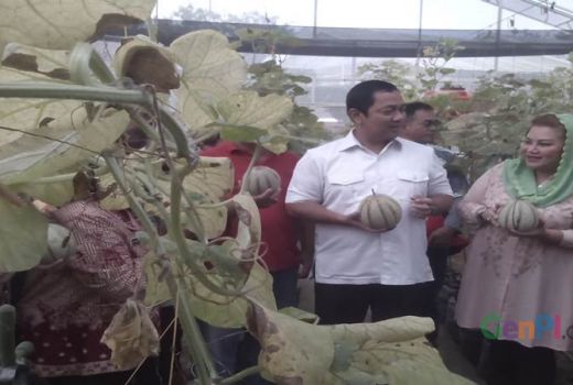 Asyiknya Ikut Panen Buah Melon Basket - GenPI.co