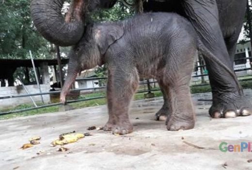 Imutnya Bayi Gajah di PLG Way Kambas - GenPI.co