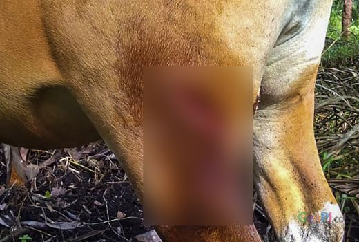 Lagi, Harimau Liar Beraksi di Kampung Warga Riau - GenPI.co