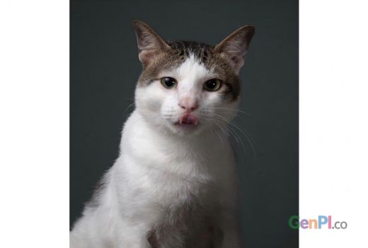 Mengenal Bobby Kucing Prabowo - GenPI.co