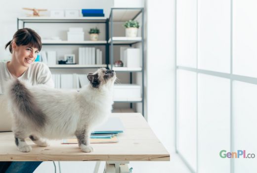 Kamu Memelihara Kucing? Jangan Biarkan Berkeliaran di Luar - GenPI.co