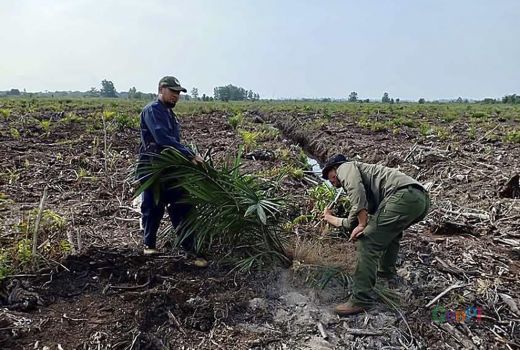 BBKSDA Riau Musnahkan Sawit di Cagar Biosfer Giam Siak Kecil - GenPI.co