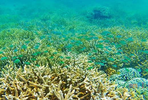 Ini Spot Keren Snorkeling di Lombok untuk Referensi Libur Lebaran - GenPI.co