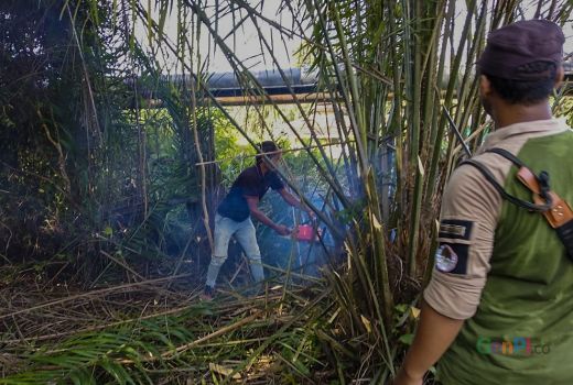 Patroli di TN Zamrud, BBKSDA Riau Musnahkan Tanaman Sawit Liar - GenPI.co