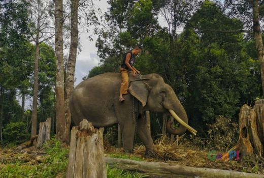 Wah, Tol Pekanbaru-Dumai Ada Jalur Lintasan Khusus Gajah! - GenPI.co