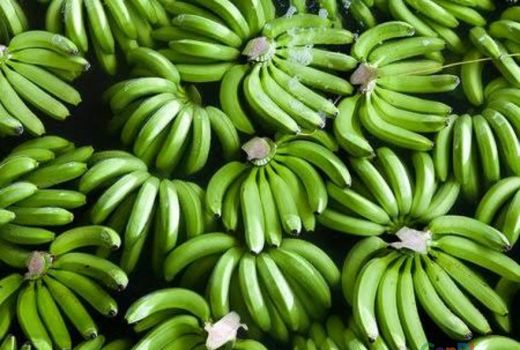 Begini Trik Agar Pisang Cepat Masak - GenPI.co