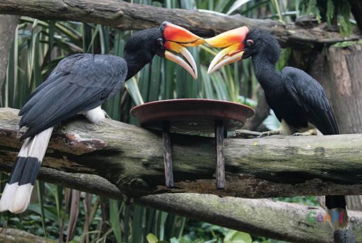 Rangkong, Burung Suci yang Membantu Regenerasi Hutan - GenPI.co