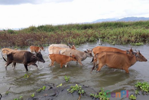 Peternakan Sapi dan Perikanan Digenjot di 5 Kabupaten BKSU - GenPI.co
