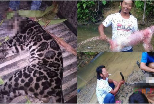 Miris, Macan Dahan ini Diburu Lalu Diambil Kulitnya - GenPI.co