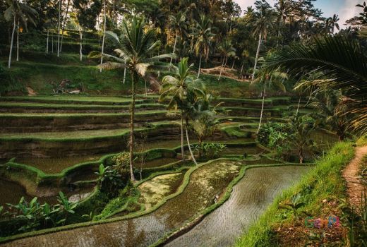 Ubud Kota Terbaik ke-6 di Dunia Versi Travel and Leisure - GenPI.co