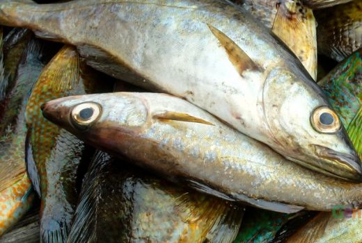 Masuk Landasan Pacu, Ikan ini Jadi Santapan Karyawan Bandara - GenPI.co