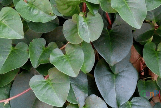 Tahu Daun Binahong? Ampuh Atasi Kanker dan 4 Penyakit ini Loh ! - GenPI.co